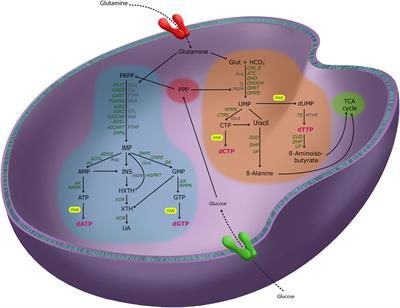 Deoxyribonucleotide Triphosphate Metabolism in Cancer and Metabolic Disease